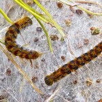 processionary-400x400